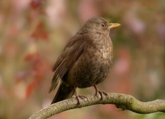 Jaka powinna być pozycja przepustnicy?
