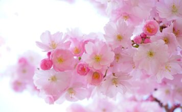 Które rośliny lubią popiół drzewny?