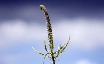 Ile wytrzymują panewki?