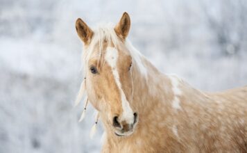 Z jakiej stali jest wał korbowy?