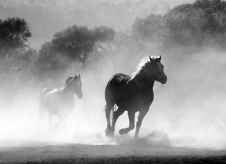 Czy można palić korę?